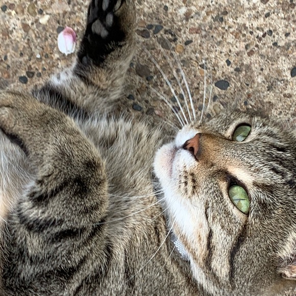 Meet your Posher, Rosa - Picture 1 of 1